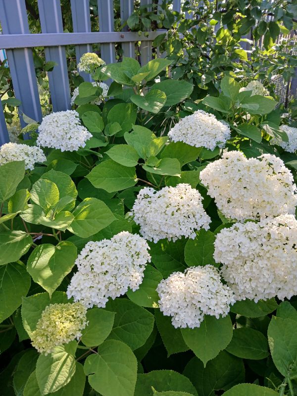 ��� ������ ������ ��������: ������� ������ ������������