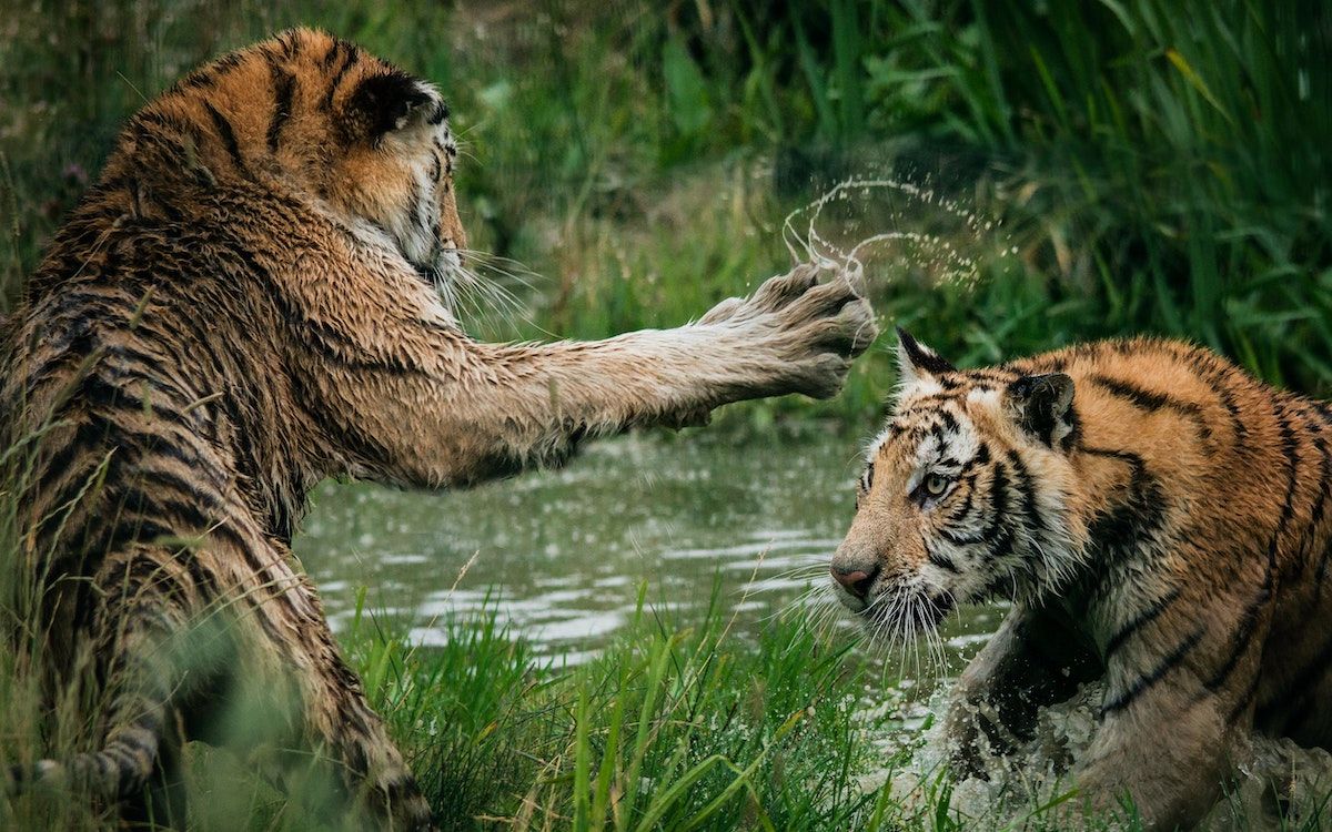 �������� ����� �������: ��� ����������� ��������� ������ �� ������������ ��������