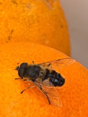 ���� �������: ��� ��������� ����������� ���� �����