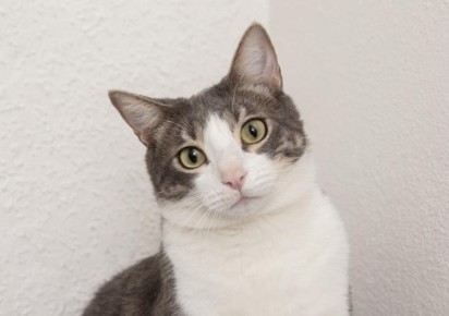 Как поведенческие якоря формируют привычки кошек и помогают в коррекции поведения