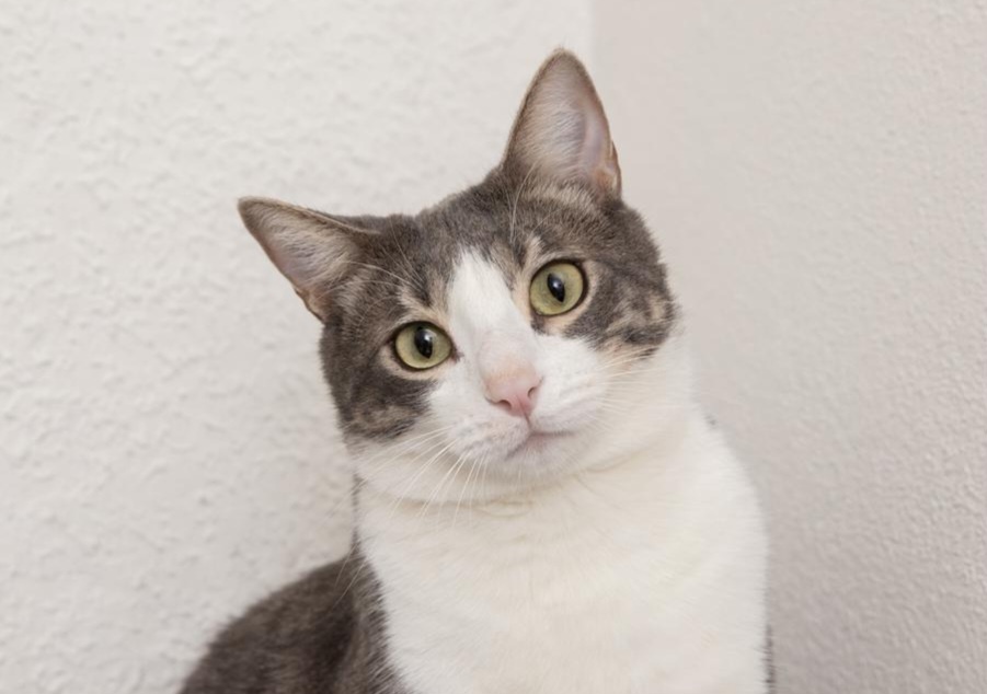 Как поведенческие якоря формируют привычки кошек и помогают в коррекции поведения