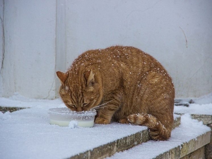 ���������������� ���� ��� �������� ��������: �������� ���������� ����������