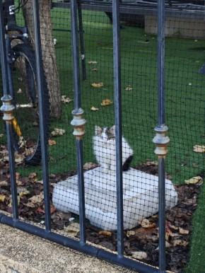 �������� �������: ��� �������� �������� �����������?