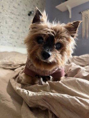 ��� ����������� �������� ���������� ���������� ����� ������